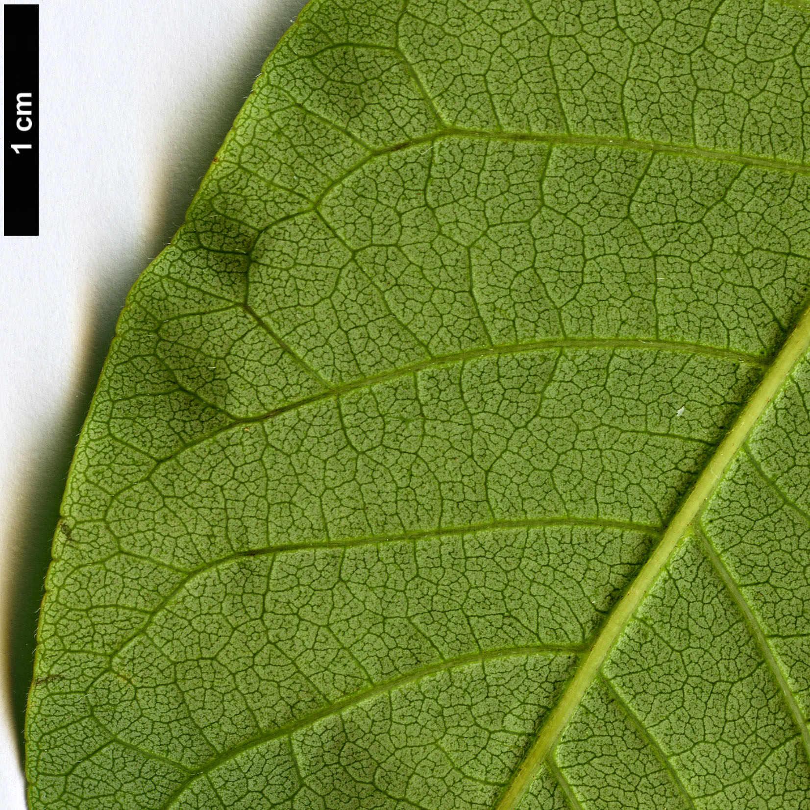 High resolution image: Family: Rutaceae - Genus: Phellodendron - Taxon: amurense - SpeciesSub: var. sachalinense